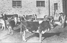 SA1612 - Group of Guernsey cows. Identified on the back.